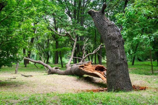 Tree and Shrub Care in Hope Valley, RI