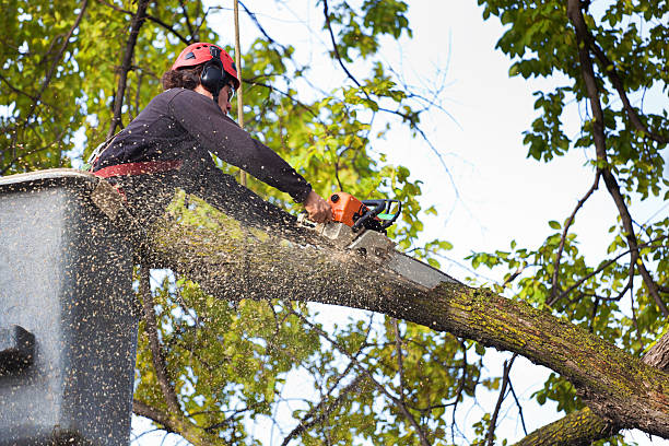 Trusted Hope Valley, RI Tree Removal Services Experts